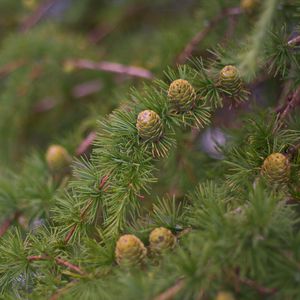 Preview wallpaper spruce, branches, needles, cones, macro, green