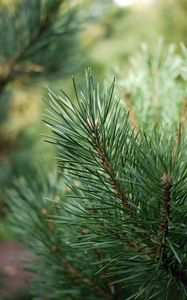 Preview wallpaper spruce, branches, needles, drops, green, macro