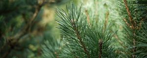 Preview wallpaper spruce, branches, needles, drops, green, macro