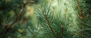 Preview wallpaper spruce, branches, needles, drops, green, macro