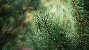 Preview wallpaper spruce, branches, needles, drops, green, macro