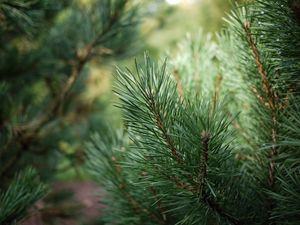 Preview wallpaper spruce, branches, needles, drops, green, macro