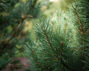 Preview wallpaper spruce, branches, needles, drops, green, macro