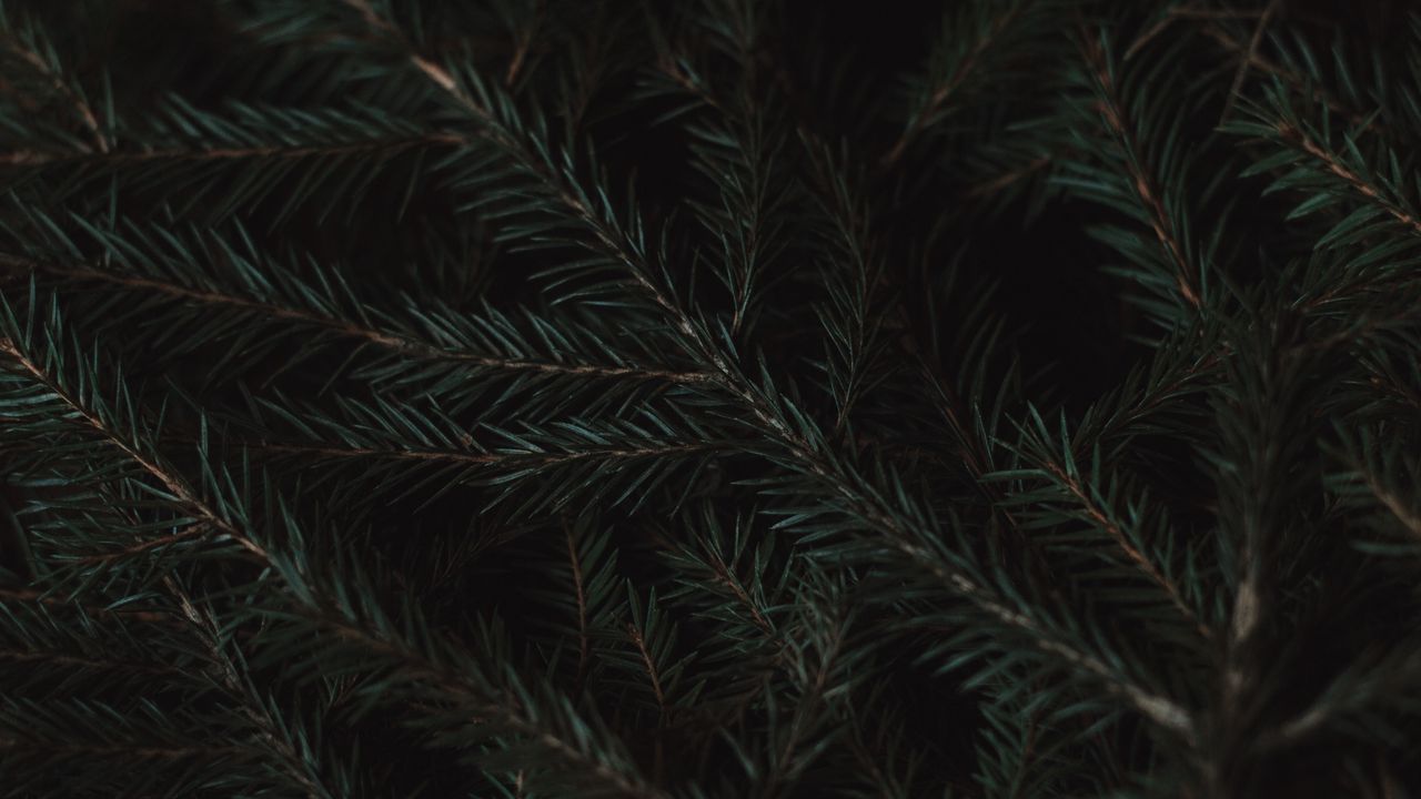 Wallpaper spruce, branches, needles, green, macro, dark