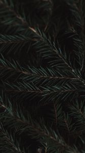 Preview wallpaper spruce, branches, needles, green, macro, dark