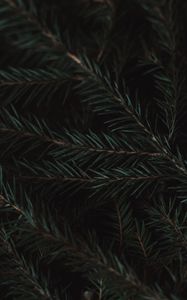 Preview wallpaper spruce, branches, needles, green, macro, dark