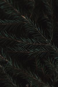 Preview wallpaper spruce, branches, needles, green, macro, dark