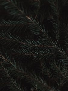 Preview wallpaper spruce, branches, needles, green, macro, dark