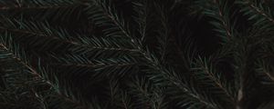 Preview wallpaper spruce, branches, needles, green, macro, dark