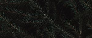 Preview wallpaper spruce, branches, needles, green, macro, dark