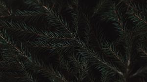 Preview wallpaper spruce, branches, needles, green, macro, dark