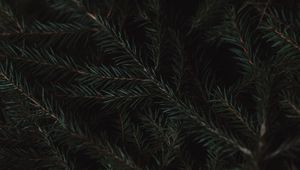 Preview wallpaper spruce, branches, needles, green, macro, dark