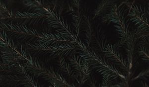 Preview wallpaper spruce, branches, needles, green, macro, dark