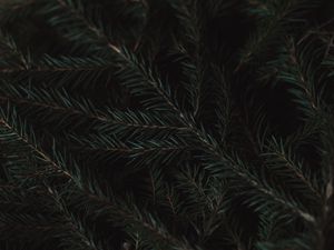 Preview wallpaper spruce, branches, needles, green, macro, dark