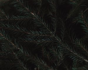 Preview wallpaper spruce, branches, needles, green, macro, dark