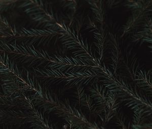 Preview wallpaper spruce, branches, needles, green, macro, dark