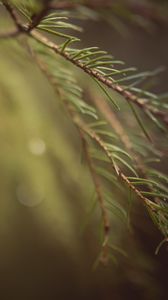 Preview wallpaper spruce, branches, needles, macro, blur