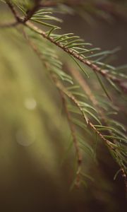 Preview wallpaper spruce, branches, needles, macro, blur