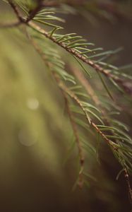 Preview wallpaper spruce, branches, needles, macro, blur