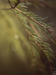 Preview wallpaper spruce, branches, needles, macro, blur