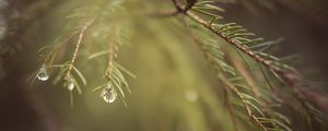 Preview wallpaper spruce, branches, needles, macro, blur