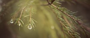 Preview wallpaper spruce, branches, needles, macro, blur