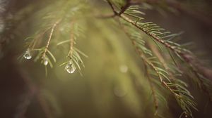 Preview wallpaper spruce, branches, needles, macro, blur