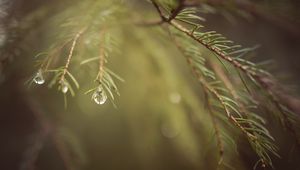 Preview wallpaper spruce, branches, needles, macro, blur