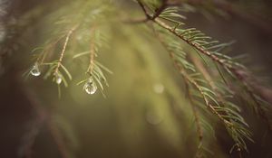 Preview wallpaper spruce, branches, needles, macro, blur