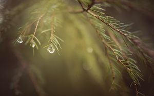 Preview wallpaper spruce, branches, needles, macro, blur