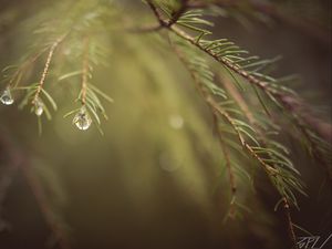 Preview wallpaper spruce, branches, needles, macro, blur