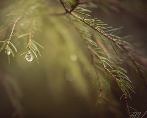 Preview wallpaper spruce, branches, needles, macro, blur