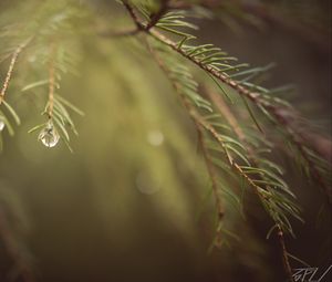 Preview wallpaper spruce, branches, needles, macro, blur