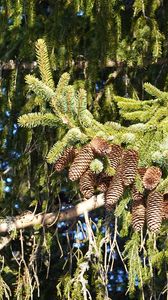 Preview wallpaper spruce, branches, needles, cones, macro, nature