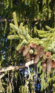 Preview wallpaper spruce, branches, needles, cones, macro, nature