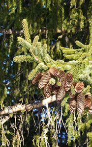 Preview wallpaper spruce, branches, needles, cones, macro, nature