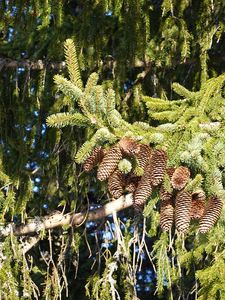 Preview wallpaper spruce, branches, needles, cones, macro, nature