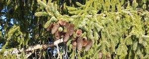 Preview wallpaper spruce, branches, needles, cones, macro, nature