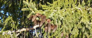 Preview wallpaper spruce, branches, needles, cones, macro, nature