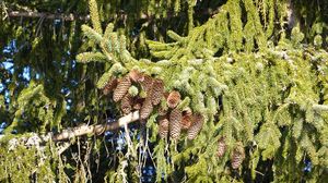 Preview wallpaper spruce, branches, needles, cones, macro, nature