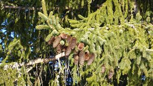 Preview wallpaper spruce, branches, needles, cones, macro, nature