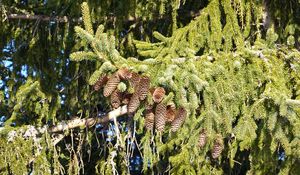 Preview wallpaper spruce, branches, needles, cones, macro, nature