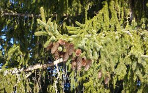 Preview wallpaper spruce, branches, needles, cones, macro, nature