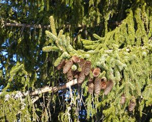 Preview wallpaper spruce, branches, needles, cones, macro, nature