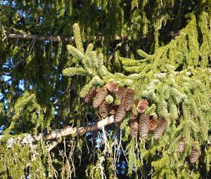 Preview wallpaper spruce, branches, needles, cones, macro, nature