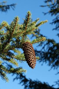 Preview wallpaper spruce, branches, needles, pine cone, macro