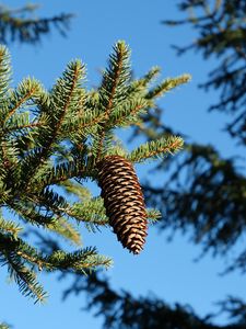 Preview wallpaper spruce, branches, needles, pine cone, macro