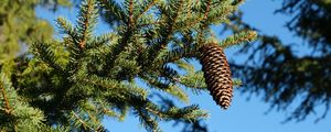 Preview wallpaper spruce, branches, needles, pine cone, macro