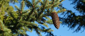 Preview wallpaper spruce, branches, needles, pine cone, macro