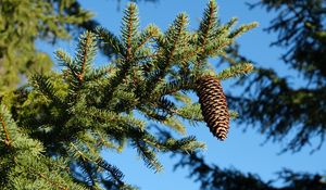 Preview wallpaper spruce, branches, needles, pine cone, macro